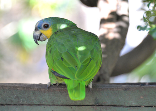 World of Birds Wildlife Sanctuary.